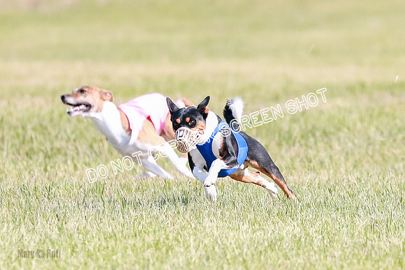 B Prelim Fch 2 Coco Nightwing Brady-7071