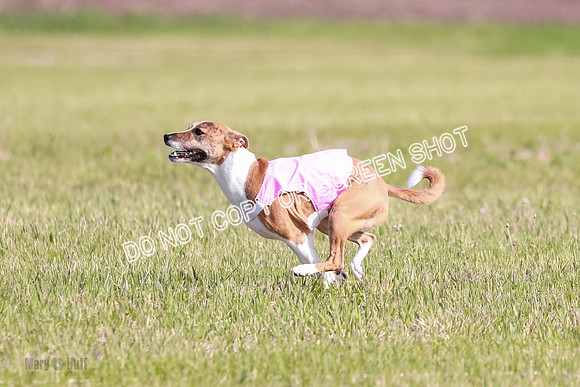 B Prelim Fch 2 Coco Nightwing Brady-7074