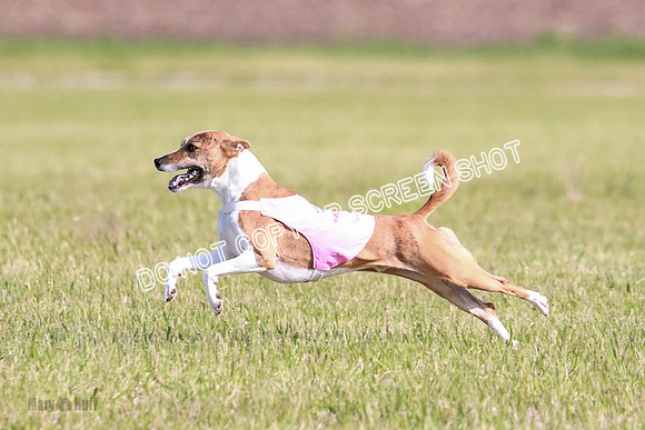 B Prelim Fch 2 Coco Nightwing Brady-7076