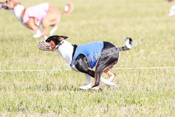 B Prelim Fch 2 Coco Nightwing Brady-7083