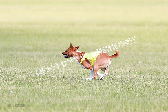B Prelim Fch 2 Coco Nightwing Brady-7092