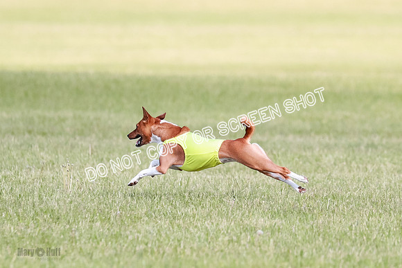 B Prelim Fch 2 Coco Nightwing Brady-7094