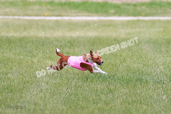 E Final Fch 1 Nightwing, Coco, Henna-8805