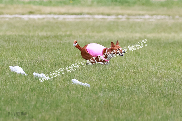 E Final Fch 1 Nightwing, Coco, Henna-8800