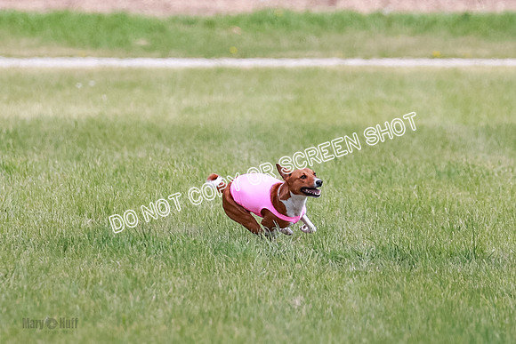 E Final Fch 1 Nightwing, Coco, Henna-8807