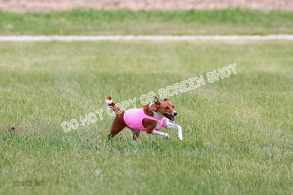 E Final Fch 1 Nightwing, Coco, Henna-8808