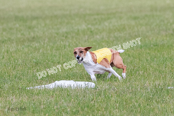 E Final Fch 1 Nightwing, Coco, Henna-8812