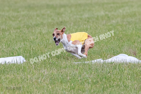 E Final Fch 1 Nightwing, Coco, Henna-8813