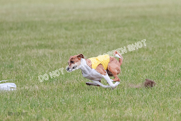 E Final Fch 1 Nightwing, Coco, Henna-8816