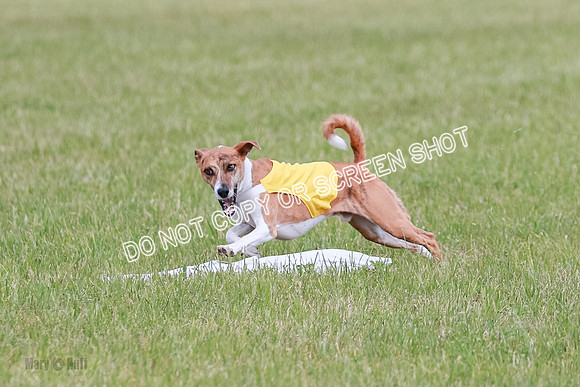 E Final Fch 1 Nightwing, Coco, Henna-8814
