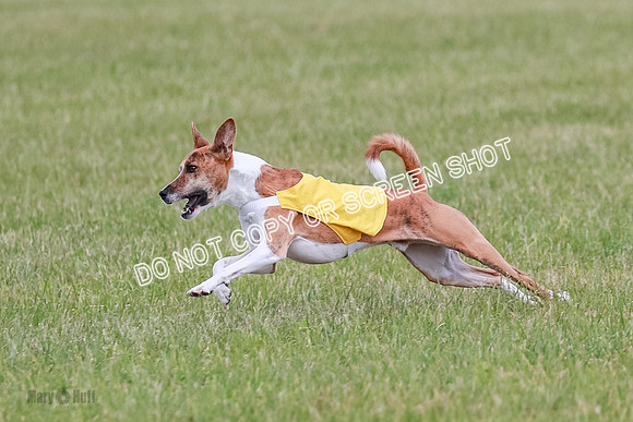 E Final Fch 1 Nightwing, Coco, Henna-8818