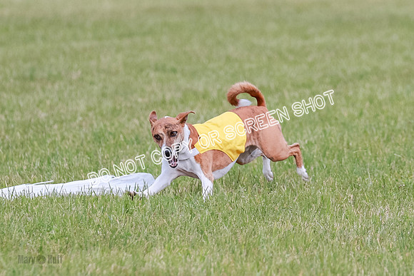 E Final Fch 1 Nightwing, Coco, Henna-8815