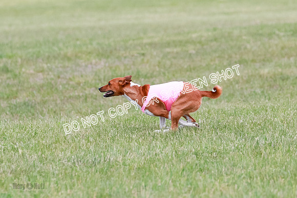 E Final Fch 1 Nightwing, Coco, Henna-8821