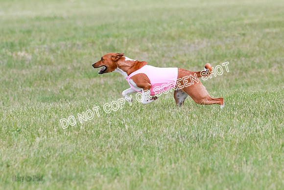 E Final Fch 1 Nightwing, Coco, Henna-8822