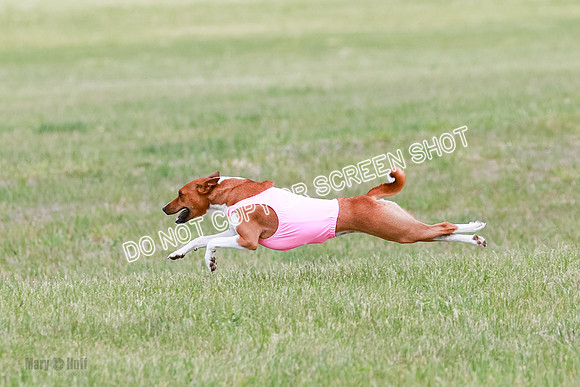E Final Fch 1 Nightwing, Coco, Henna-8823