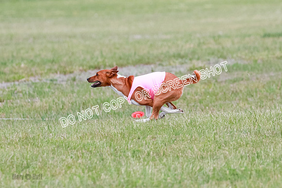 E Final Fch 1 Nightwing, Coco, Henna-8825