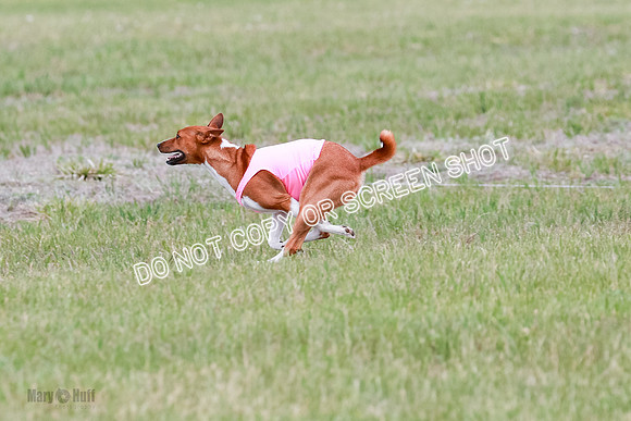 E Final Fch 1 Nightwing, Coco, Henna-8829