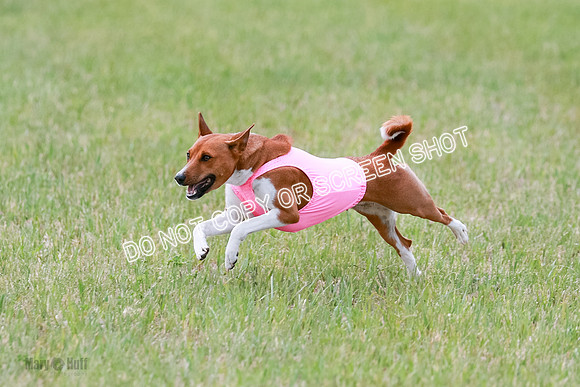 E Final Fch 1 Nightwing, Coco, Henna-8833