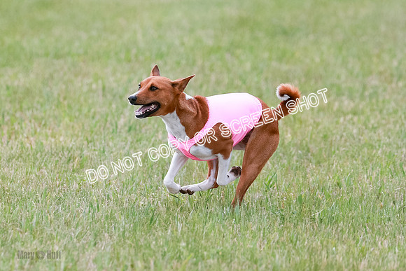 E Final Fch 1 Nightwing, Coco, Henna-8836