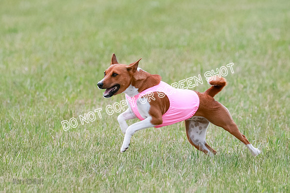 E Final Fch 1 Nightwing, Coco, Henna-8837