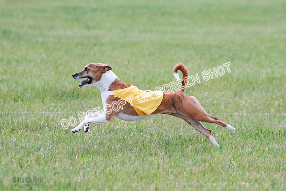 E Final Fch 1 Nightwing, Coco, Henna-8840