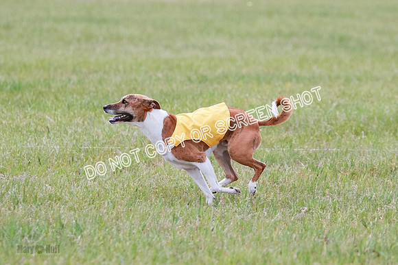 E Final Fch 1 Nightwing, Coco, Henna-8842