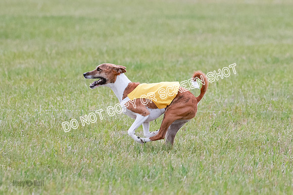 E Final Fch 1 Nightwing, Coco, Henna-8843