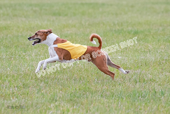 E Final Fch 1 Nightwing, Coco, Henna-8844