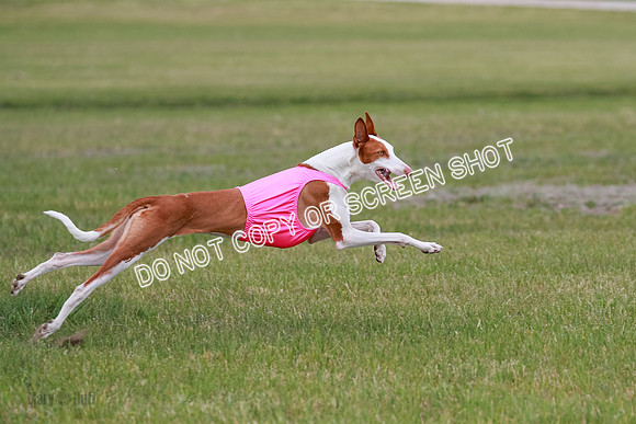 E Final Fch 1 Karma Mouse Ellie-9113