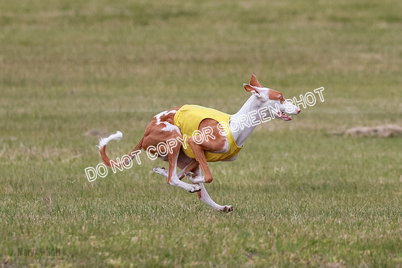 E Final Fch 2 Halo, Cooper Jadis-9125