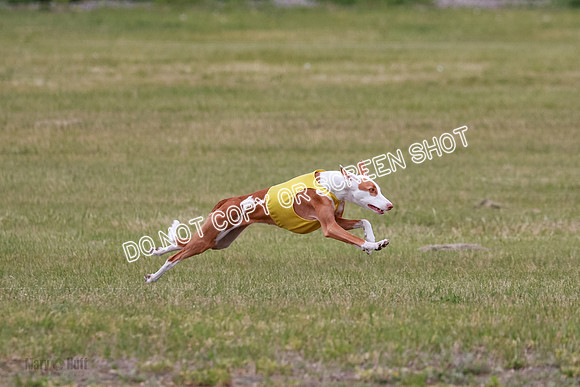 E Final Fch 2 Halo, Cooper Jadis-9122