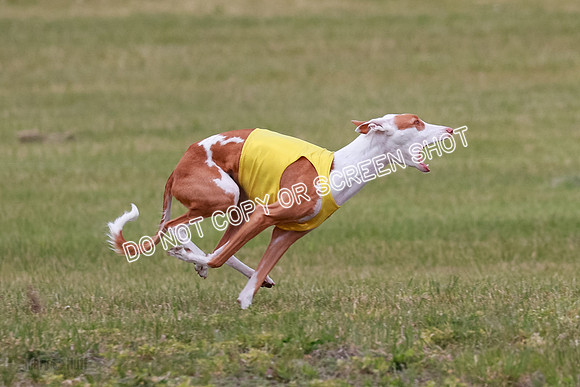 E Final Fch 2 Halo, Cooper Jadis-9130