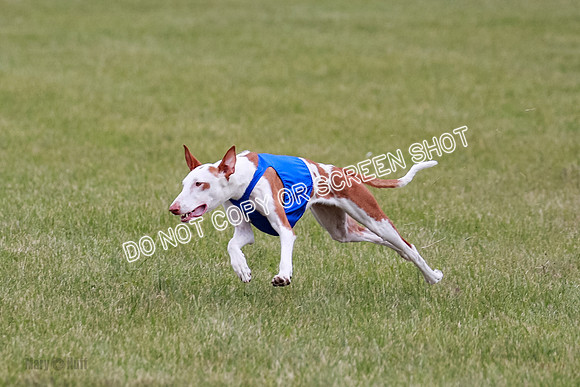 E Final Fch 2 Halo, Cooper Jadis-9142
