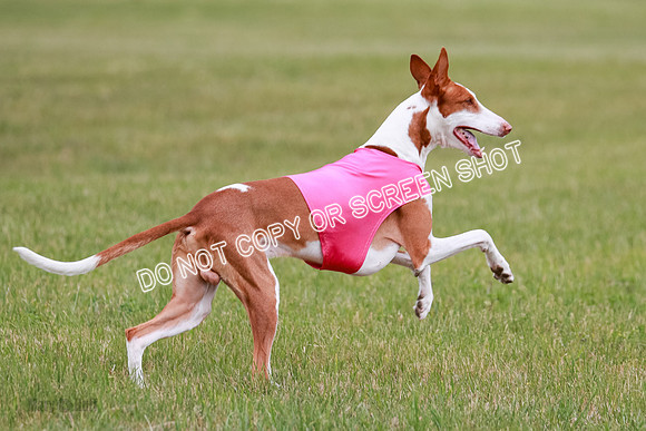 E Final Fch 2 Halo, Cooper Jadis-9167