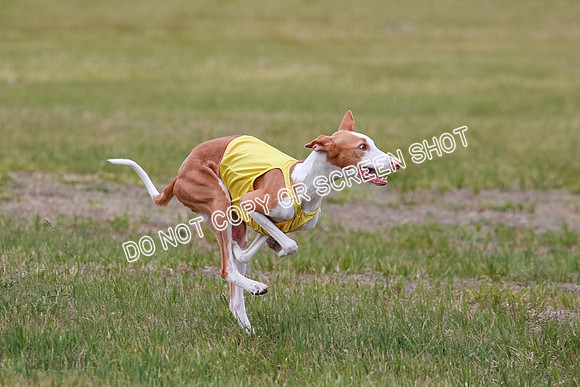F Final Vet Thea Seren Dawn-9175