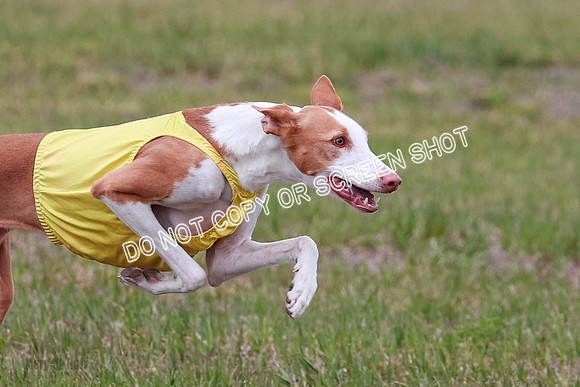 F Final Vet Thea Seren Dawn-9181