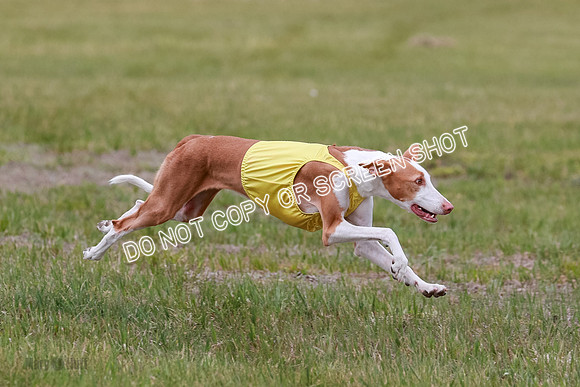 F Final Vet Thea Seren Dawn-9177
