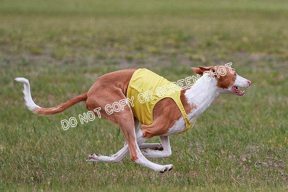 F Final Vet Thea Seren Dawn-9184