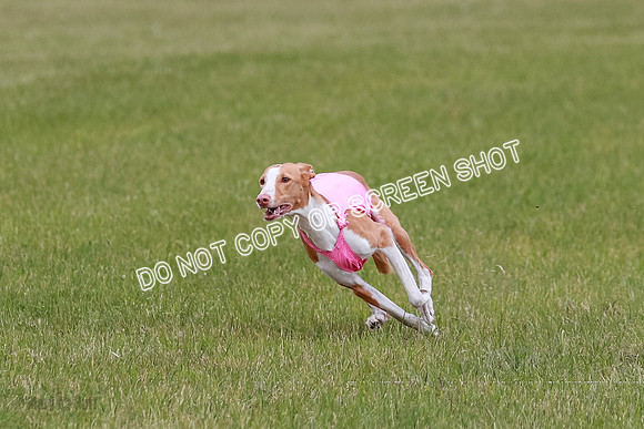 F Final Vet Thea Seren Dawn-9202