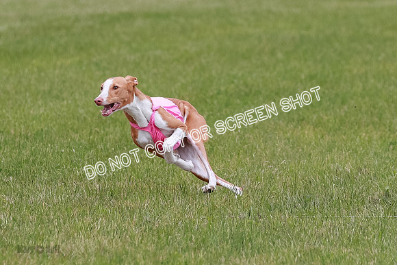F Final Vet Thea Seren Dawn-9203