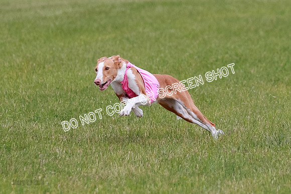 F Final Vet Thea Seren Dawn-9204