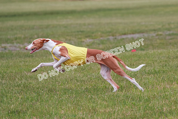 F Final Vet Thea Seren Dawn-9213
