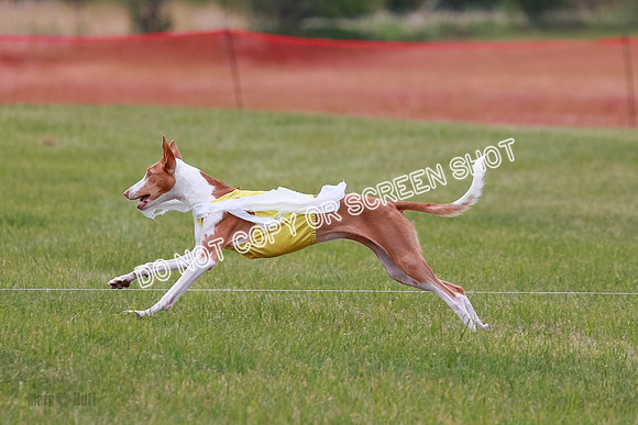 F Final Vet Thea Seren Dawn-9222