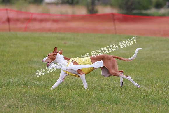 F Final Vet Thea Seren Dawn-9223