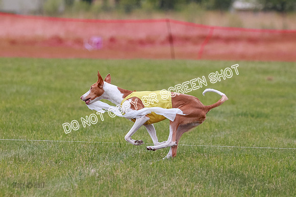 F Final Vet Thea Seren Dawn-9225