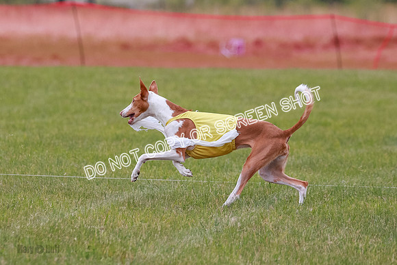 F Final Vet Thea Seren Dawn-9226