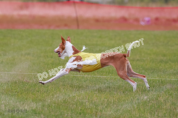 F Final Vet Thea Seren Dawn-9227