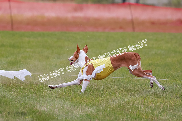 F Final Vet Thea Seren Dawn-9228