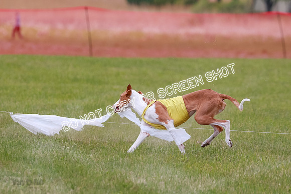 F Final Vet Thea Seren Dawn-9229