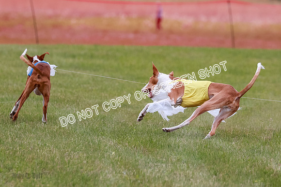 F Final Vet Thea Seren Dawn-9231